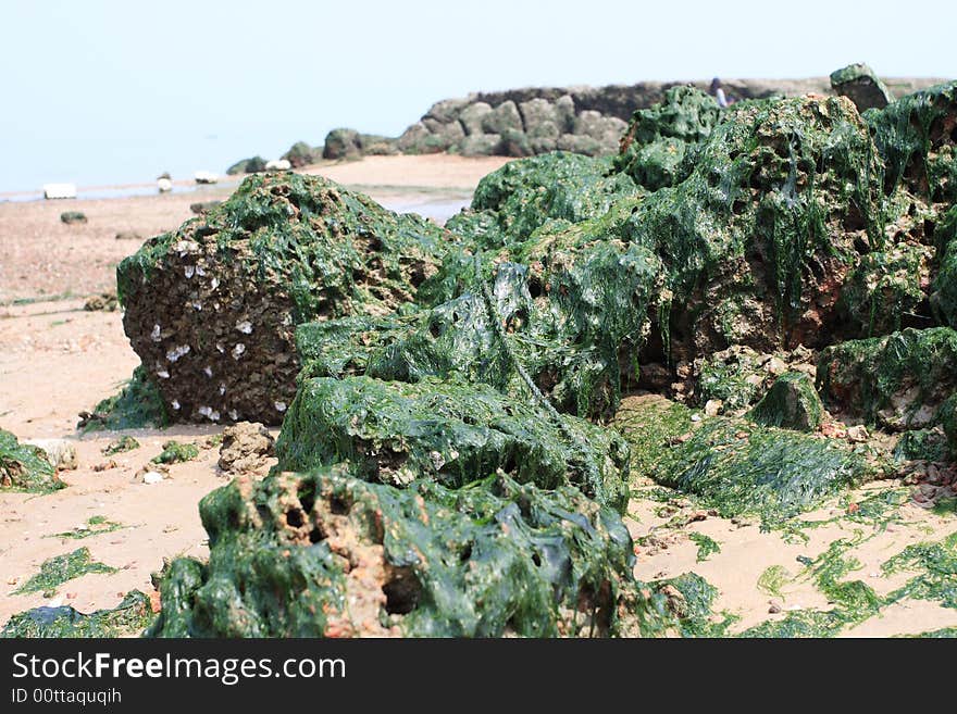 Coral reef with seaweed2