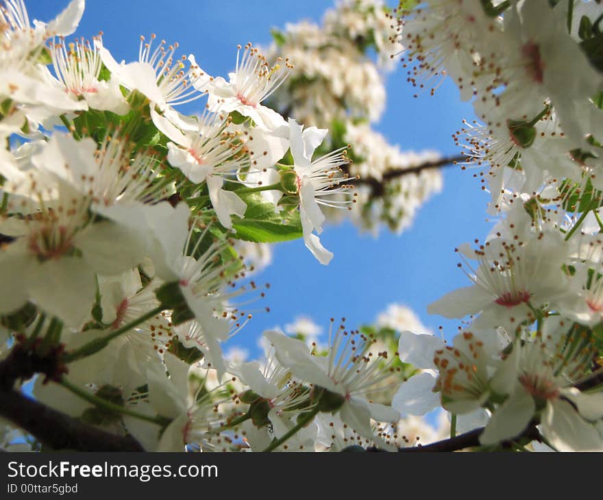 Spring Flower