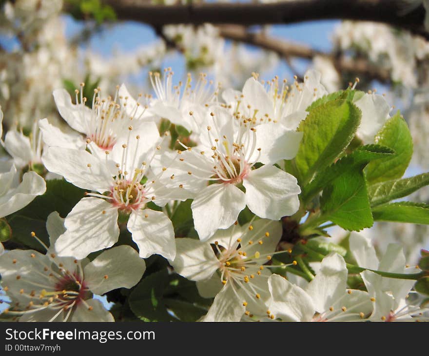 Spring Flower