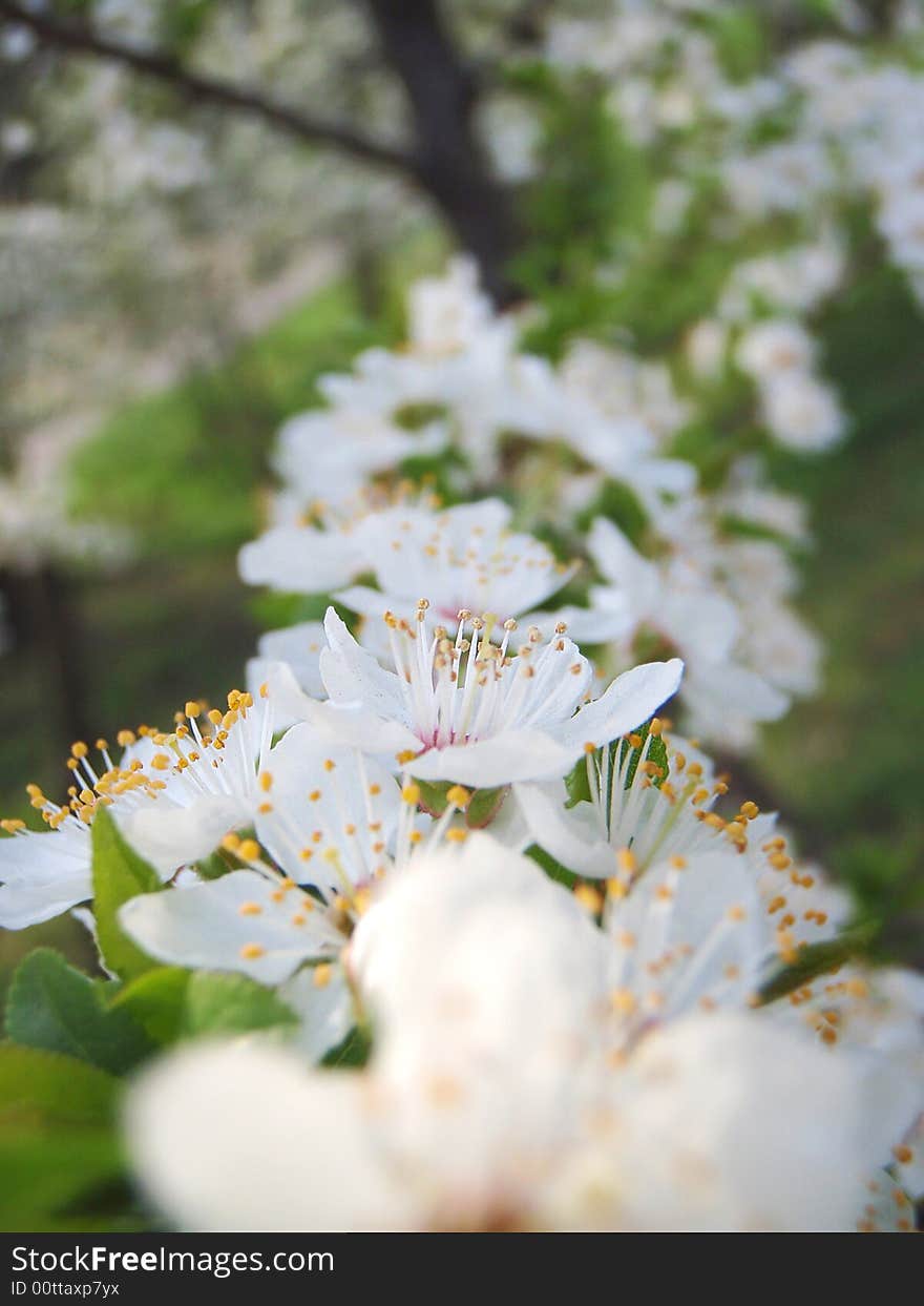 Spring Flower