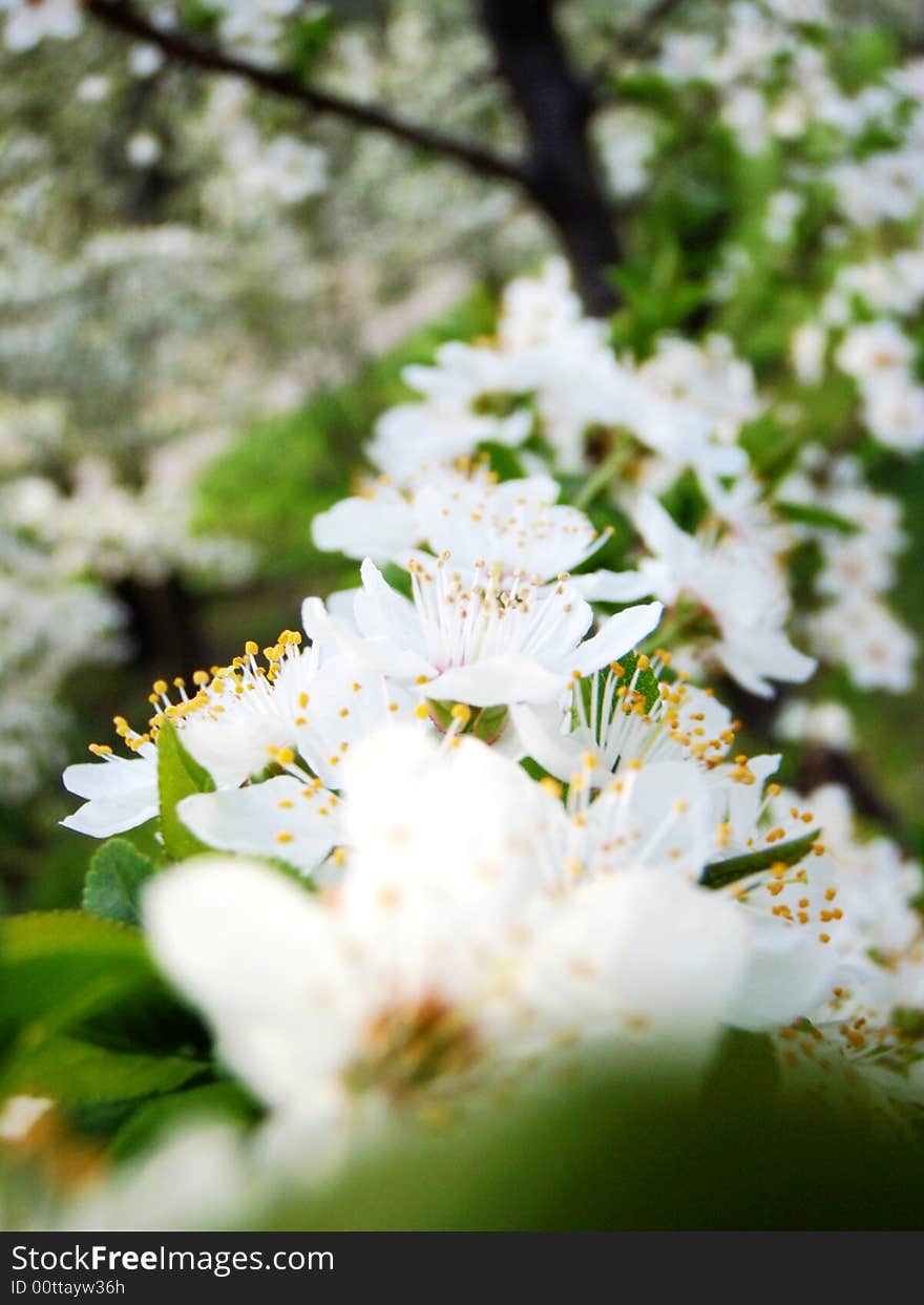 Spring flower