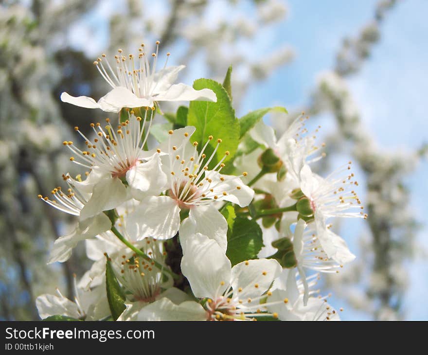 Spring flower