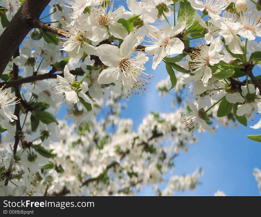 Spring Flower