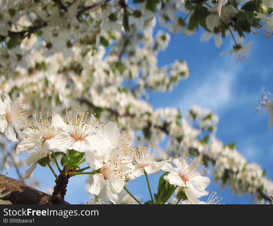 Spring Flower