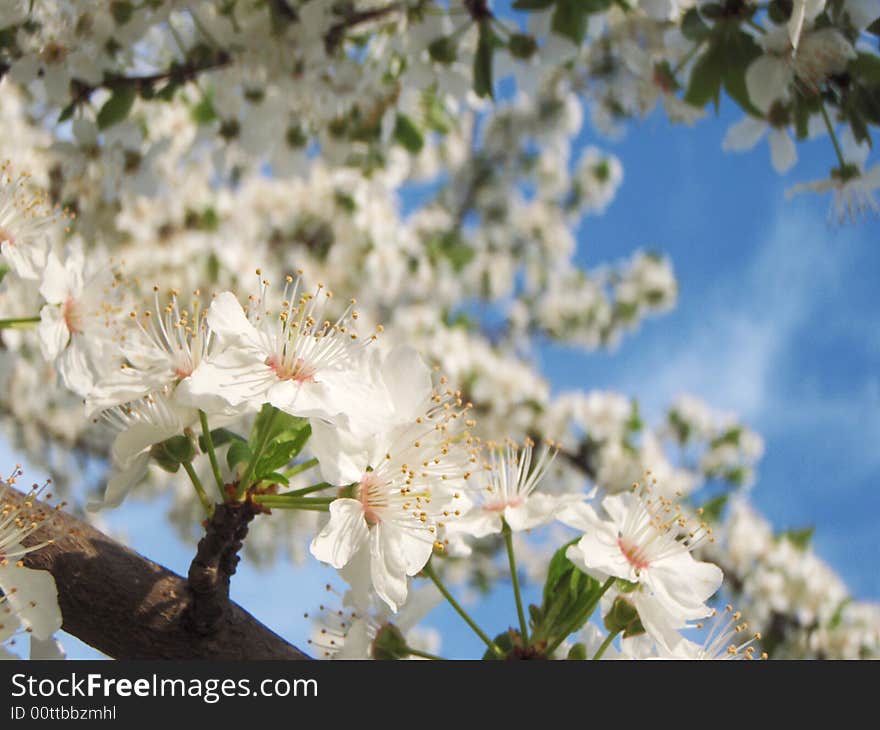 Spring Flower