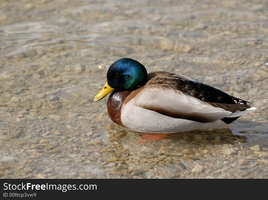 Nice drake with the green head in the lake