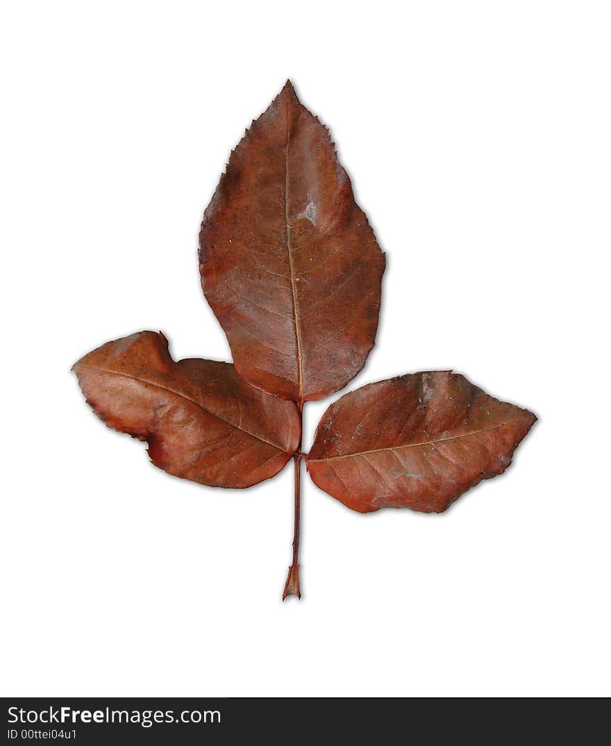 Isolated autumn leaf of rose on white background