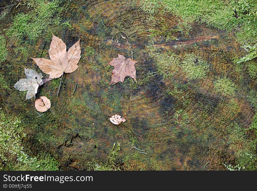 Wood texture, leaves and wave