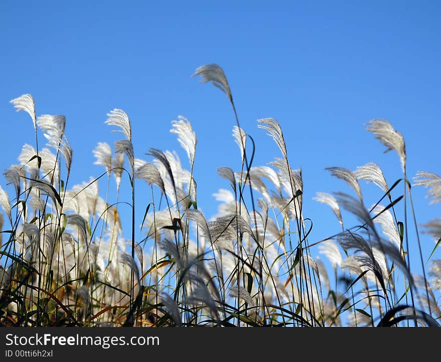 High dry reed on the blue sky bakground. High dry reed on the blue sky bakground