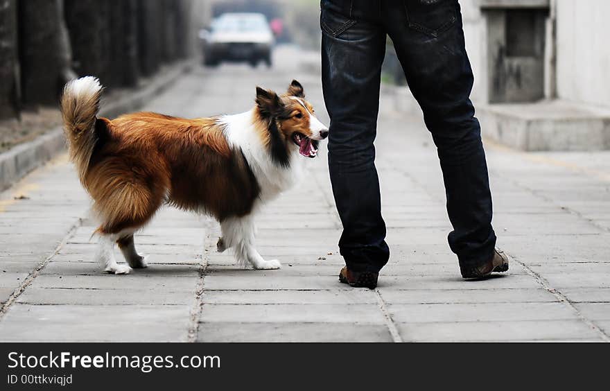 Beautiful Shepherd with brown fur