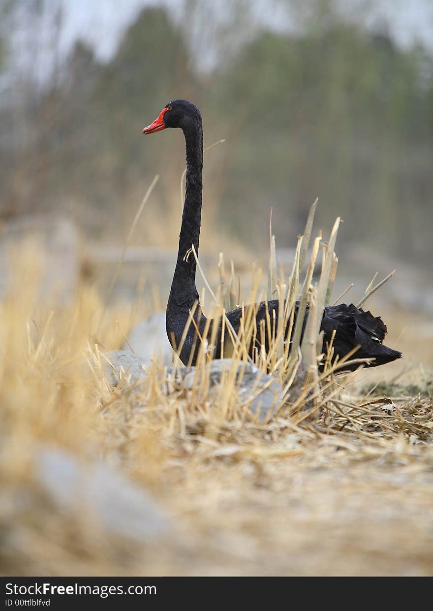 A black swan beside the lake