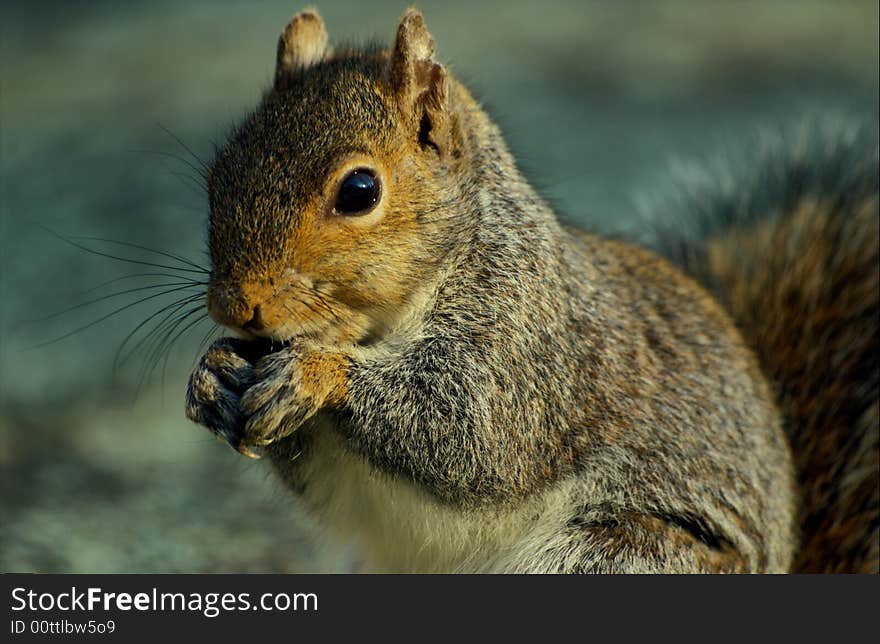 A cute squirrel eating nuts