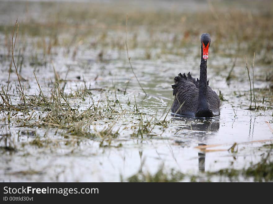 A black swan in lake