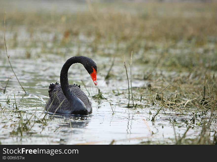 A black swan in lake