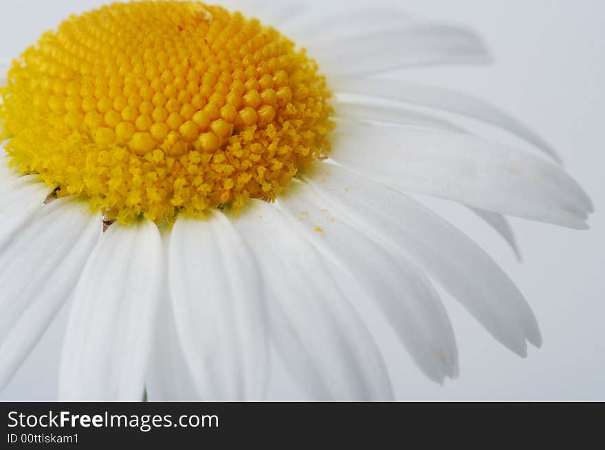 Camomile Flower