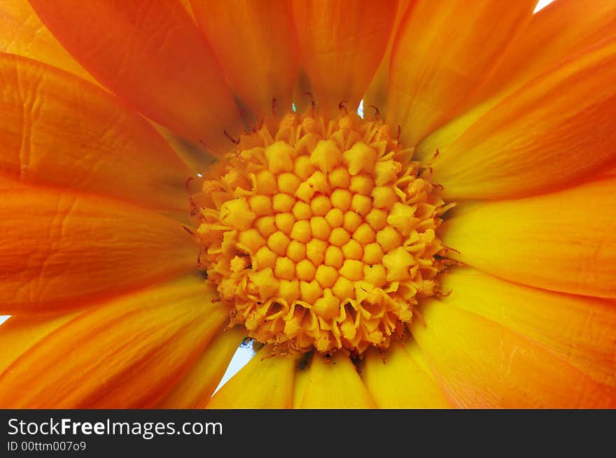 Yellow Flower Petals