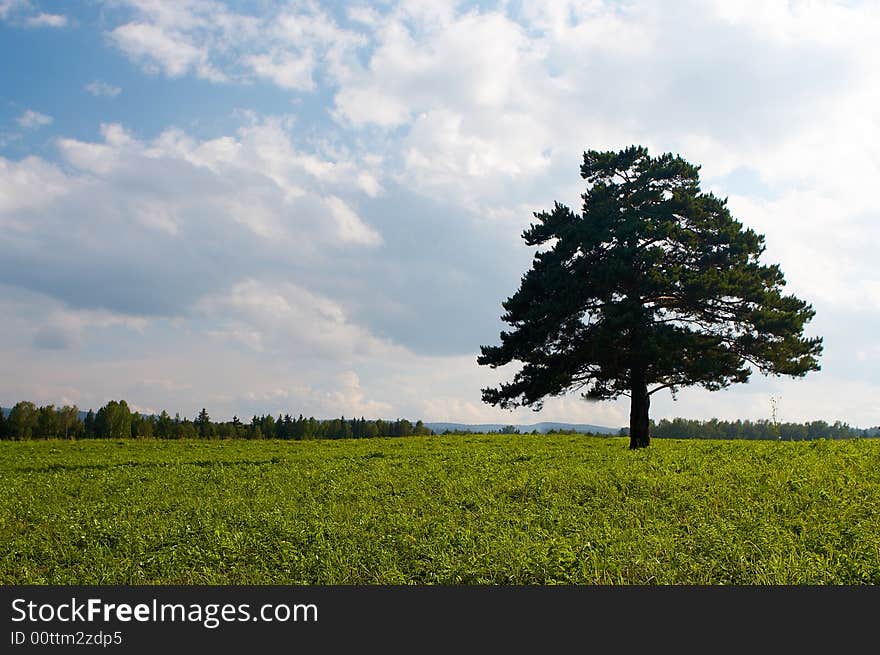 Alone tree in field