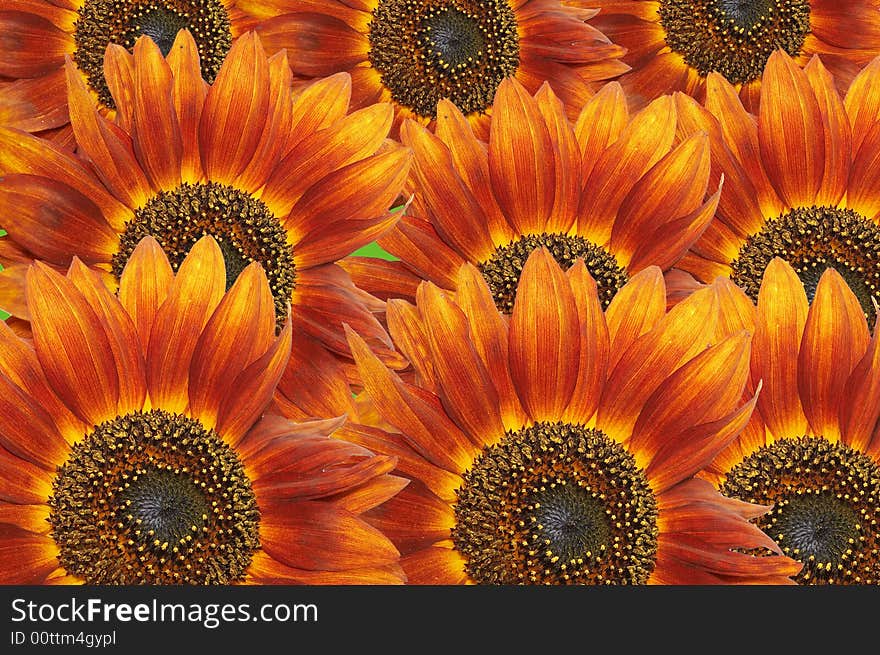 Orange sunflowers flower colorful background. Orange sunflowers flower colorful background