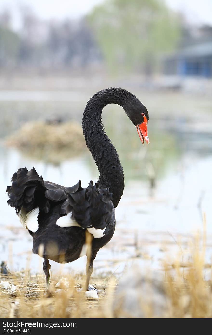 A black swan beside the lake