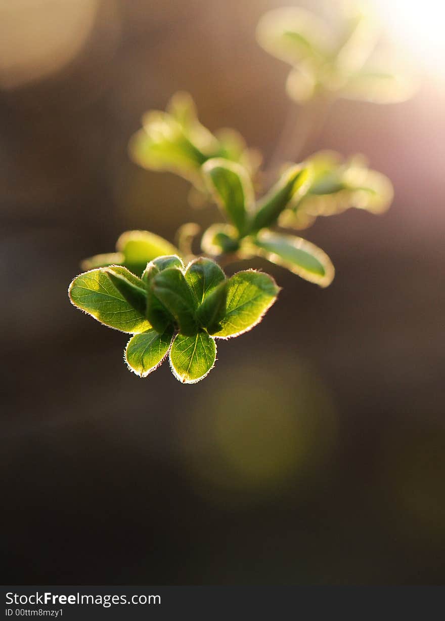 Beautiful fresh green leaves under sunshine. Beautiful fresh green leaves under sunshine