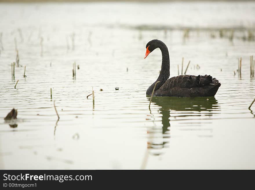 A black swan in lake