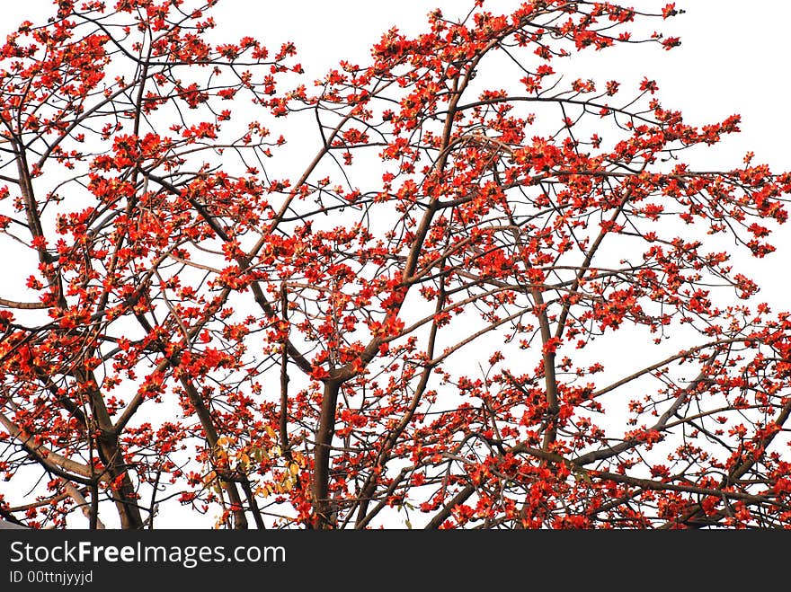 Red kapoks thickly dotted on the ceiba tree in the spring days. Red kapoks thickly dotted on the ceiba tree in the spring days.