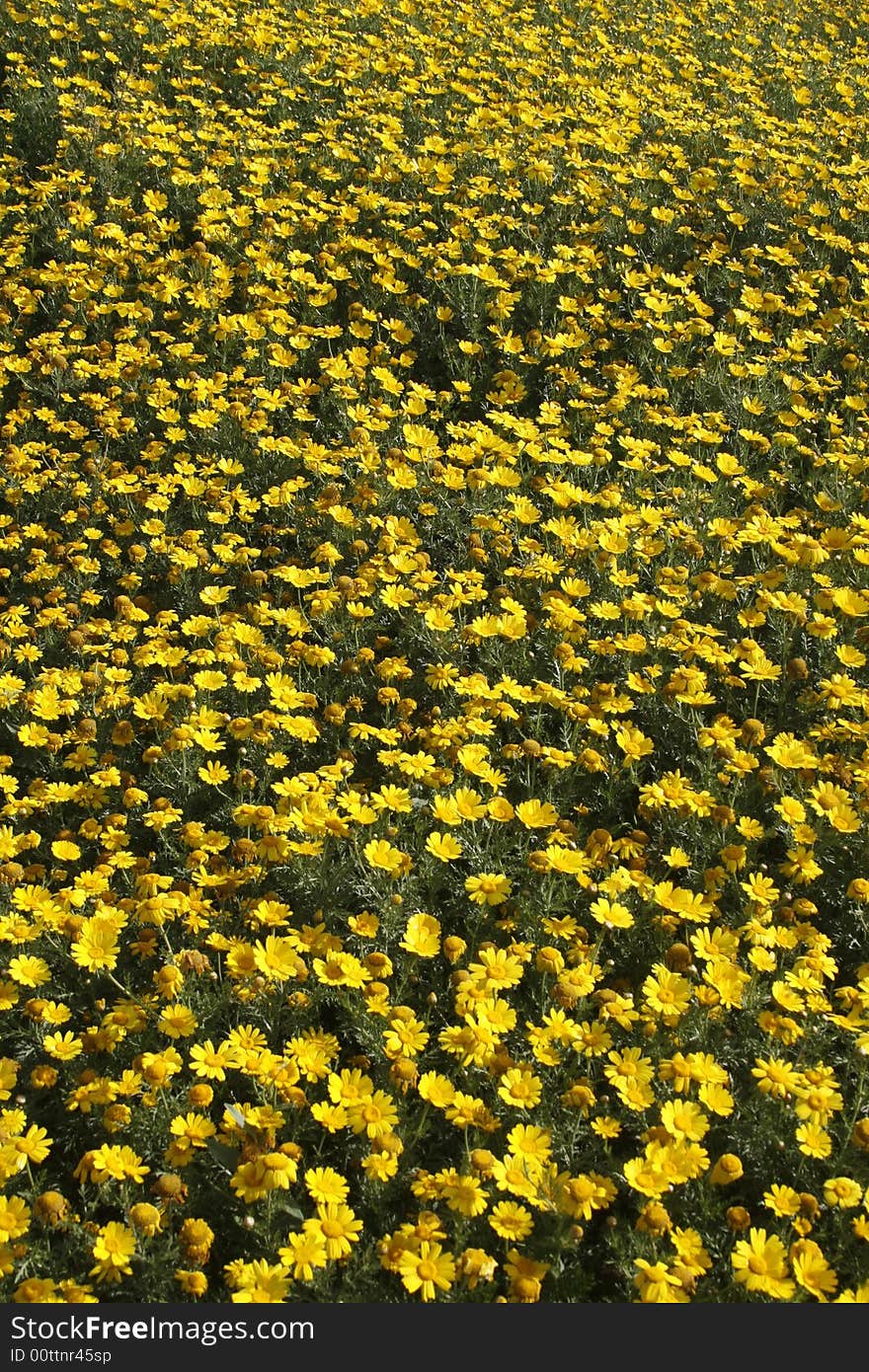 A field with many marguerites in spring season