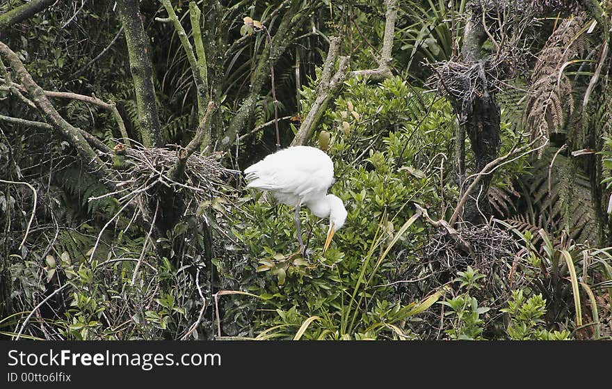 White Heron