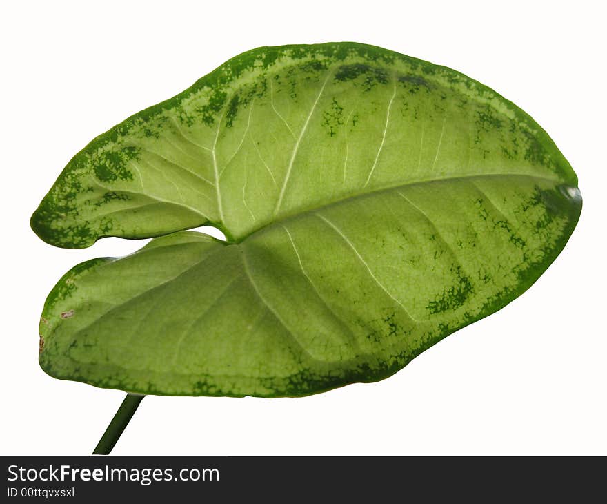 Sheet of houseplant on white background