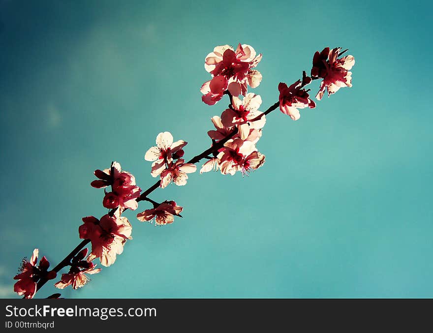 The first blossoms in 2008