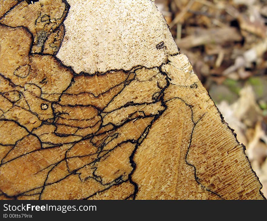 This is a closeup shot of a newly cut, fallen log showing the spalting caused by bacteria and rotting of the wood. This is a closeup shot of a newly cut, fallen log showing the spalting caused by bacteria and rotting of the wood.