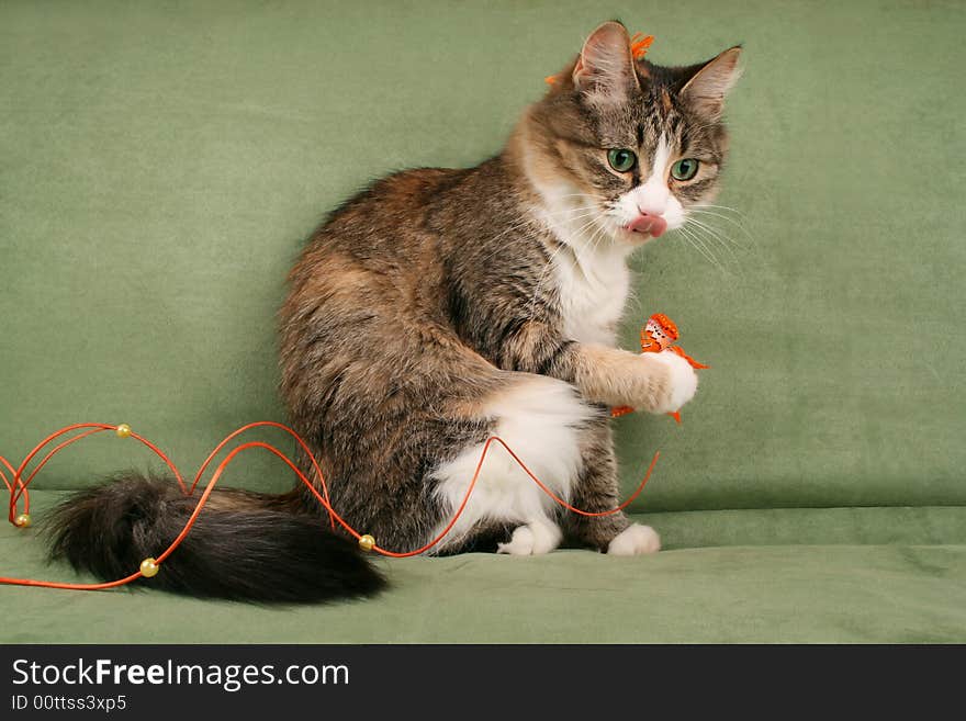 Cat and butterfly