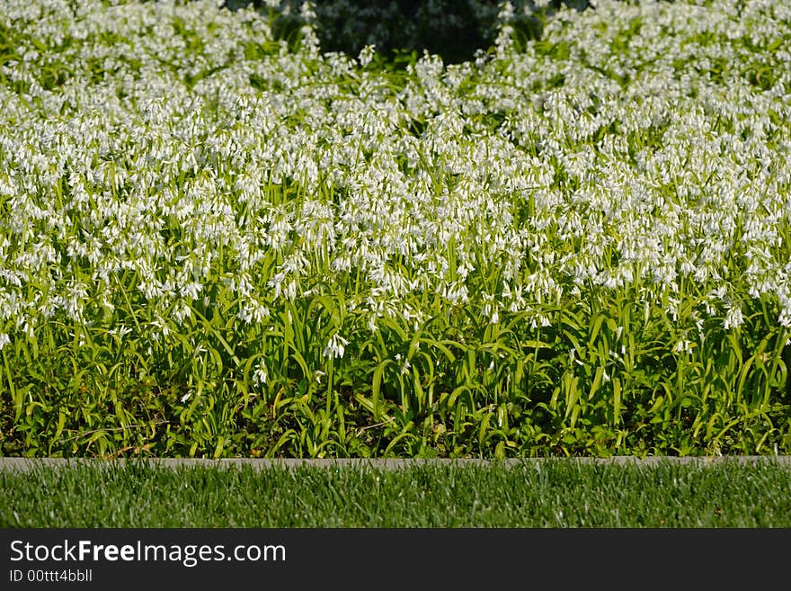 Bed Of Flowers