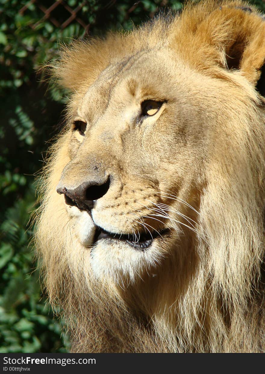 Male Lion taking in the sun