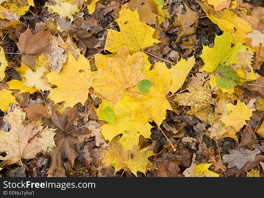 Autumn leaves on the ground. May be used as wallpaper. Another texrures see in my portfolio.