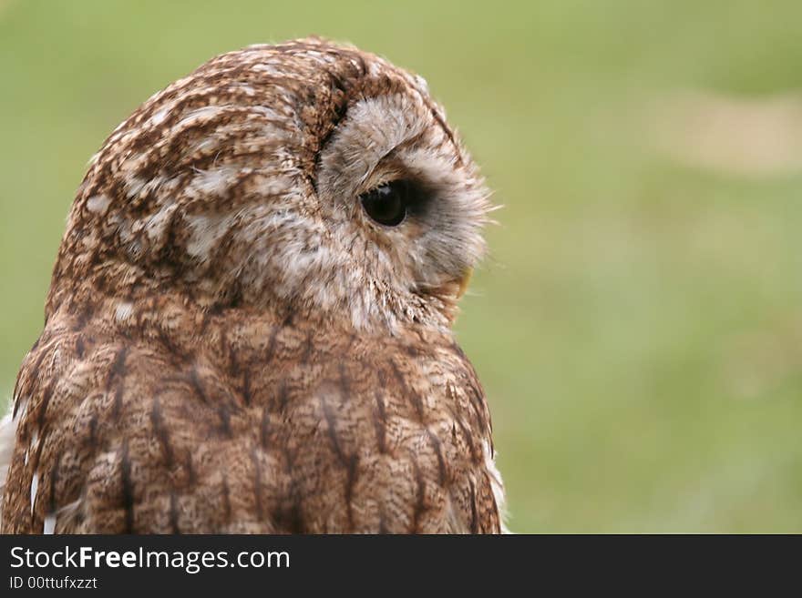 Brown Owl