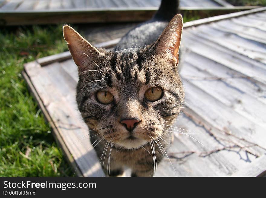 Tabby Cat checking out the camera. Tabby Cat checking out the camera