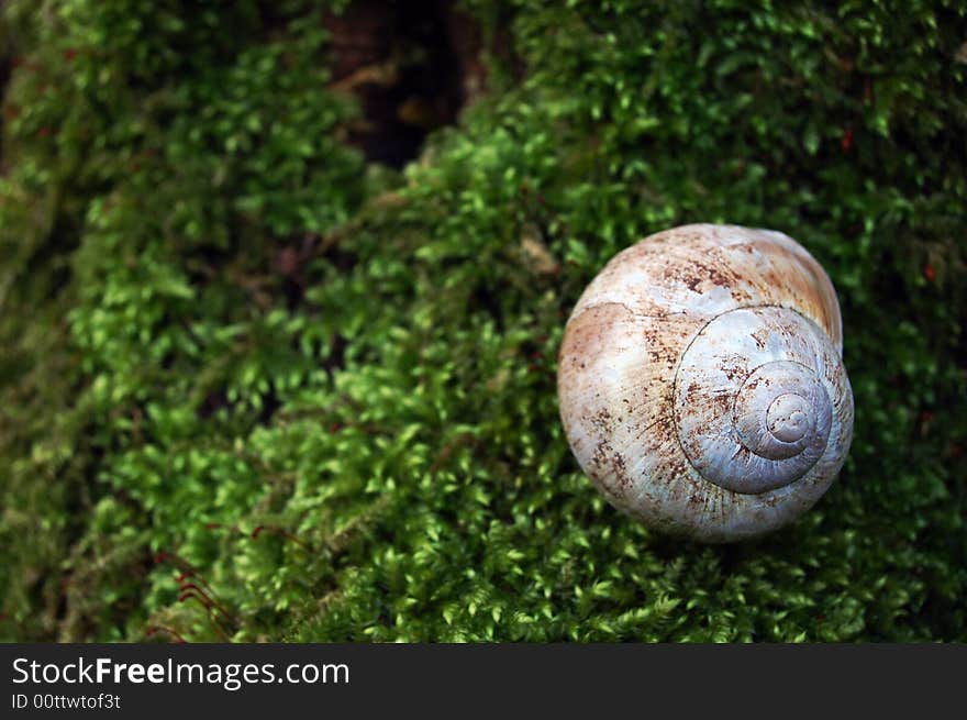 Detail of the snail shell. Detail of the snail shell