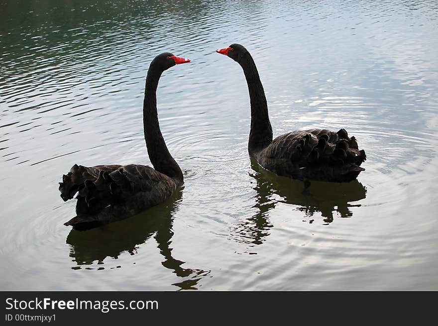 Black swans