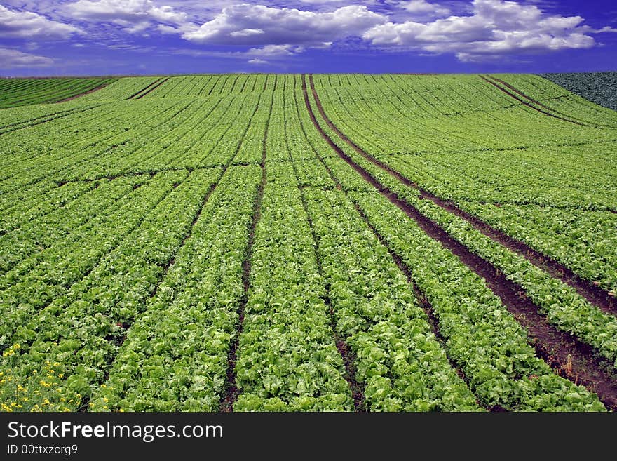 Green planted field and deep blue sky