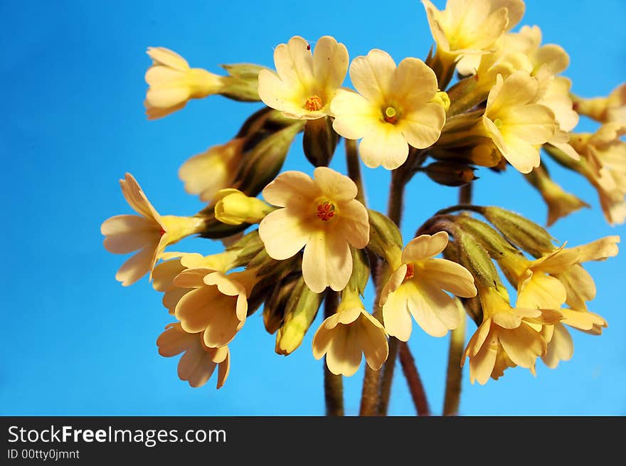 The flowers in close up