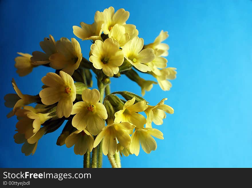 The flowers in close up