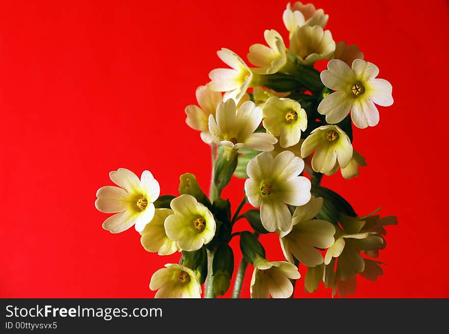 The flowers in close up