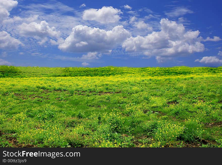 Field of flowers and blue sky. Field of flowers and blue sky