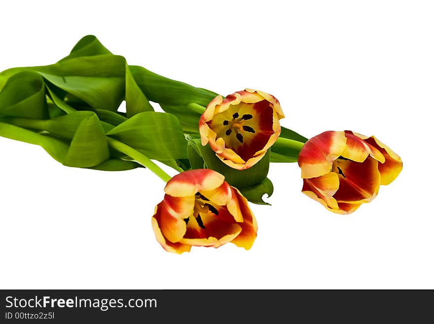 Tulips