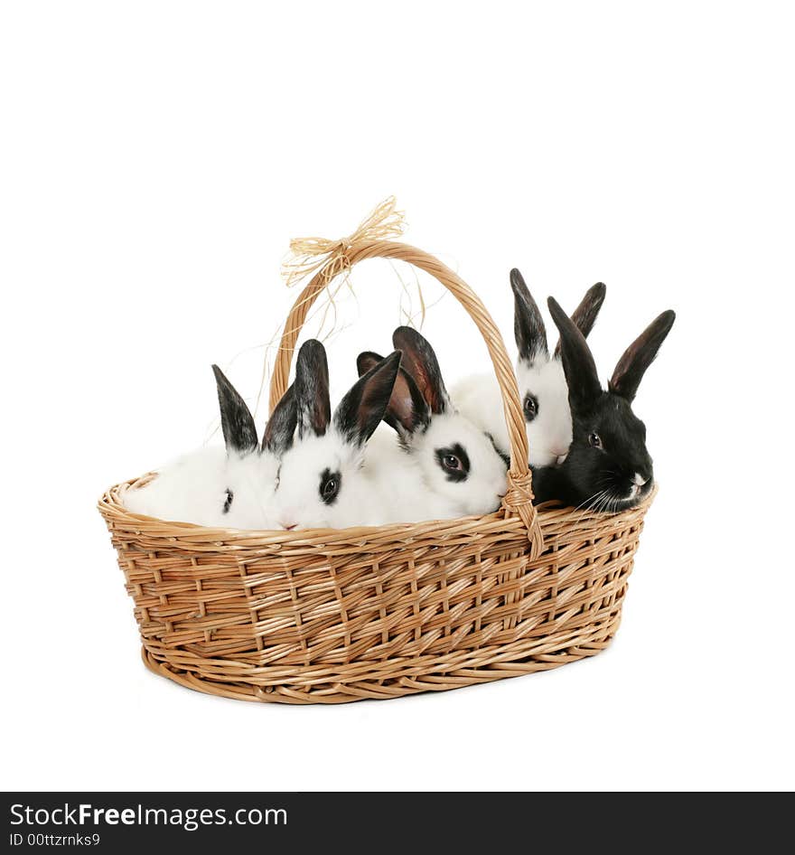 Five bunnies in a basket isolated on white. Five bunnies in a basket isolated on white