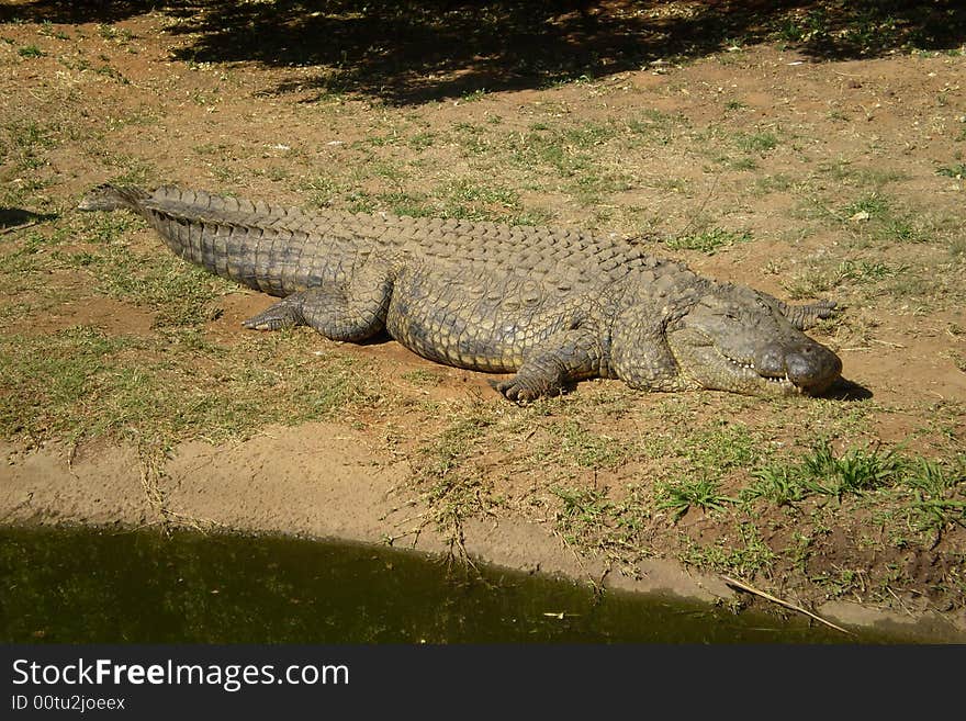 Crocodile, Wild, Outside, Lazy, Grass, Leather, Shadow, Colour, Big, Sunlight, Green, Sand, Reserve, Africa, Exciting, Danger