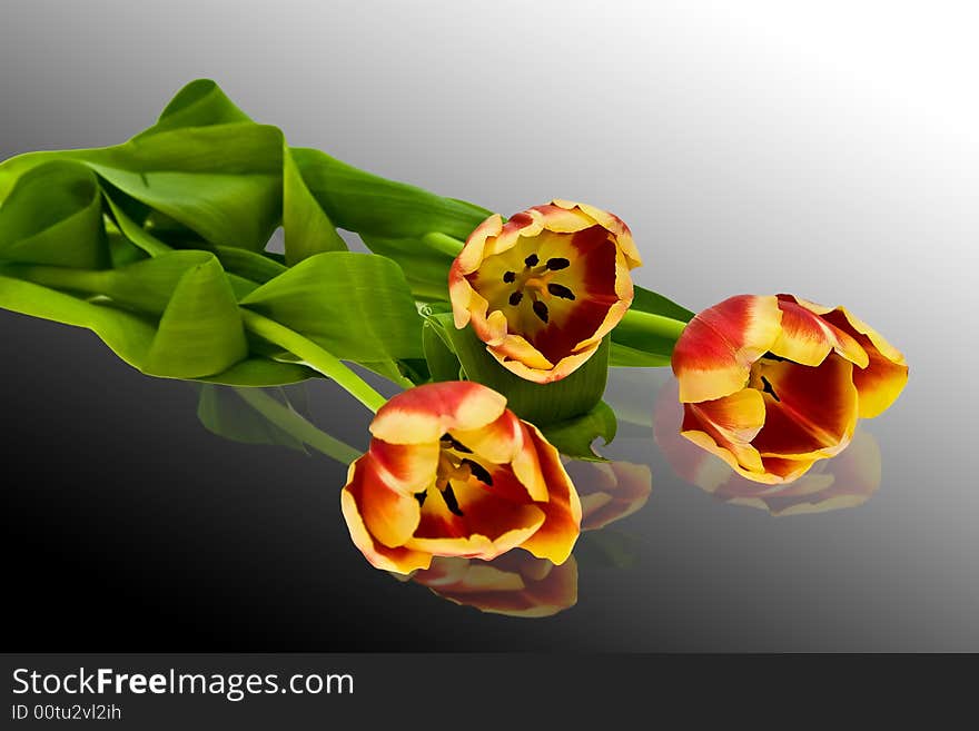 Tulips