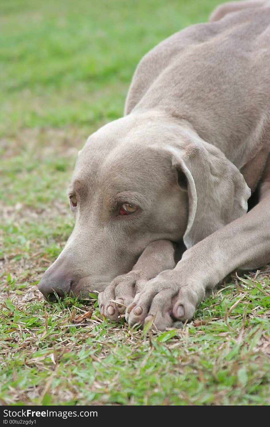 Weimaraner Dog Resting on green grass