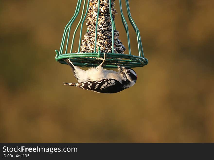 Downy Woodpecker caught in a humorous predicament.